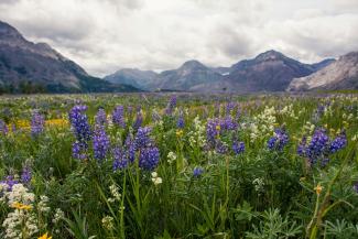 purple flower field near mountain under white clouds during daytime by Sharissa Johnson courtesy of Unsplash.